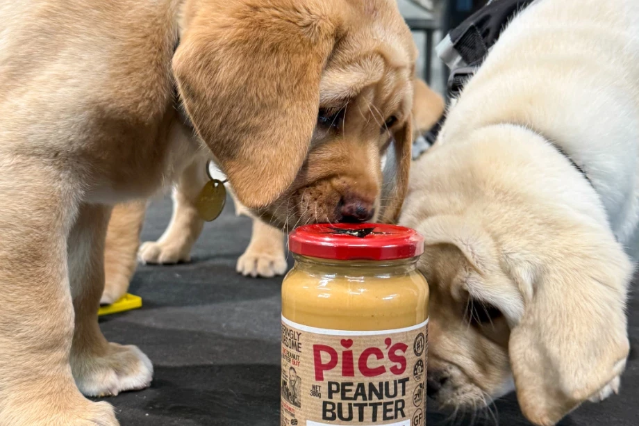 Guide Dog Puppy with Pics Peanut Butter jar