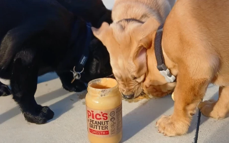 Guide Dogs eating Pic's